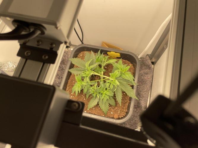 LST420:001 Mokum's Tulip - Dutch Passion. Week 4 - Day 24