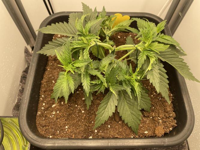 LST420:001 Mokum's Tulip - Dutch Passion. Week 4 - Day 24
Started Low Stress Training (LST) using garden wire