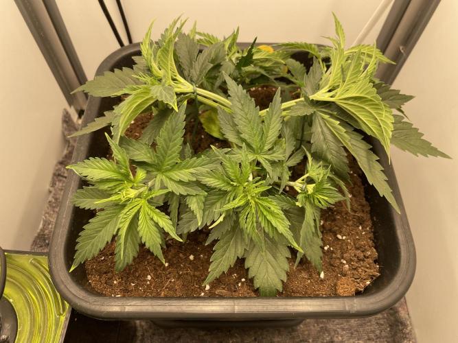 LST420:001 Mokum's Tulip - Dutch Passion. Week 4 - Day 26