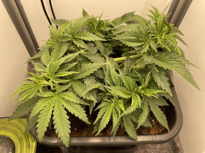 LST420:001 Mokum's Tulip - Dutch Passion. Week 5 - Day 29