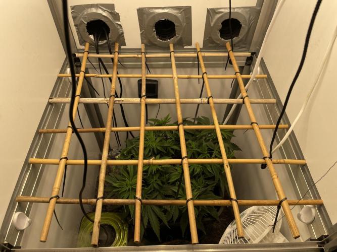 LST420:001 Mokum's Tulip - Dutch Passion. Week 5 - Day 33 I Build a new SCROG-rack using bamboo sticks and tie-wraps