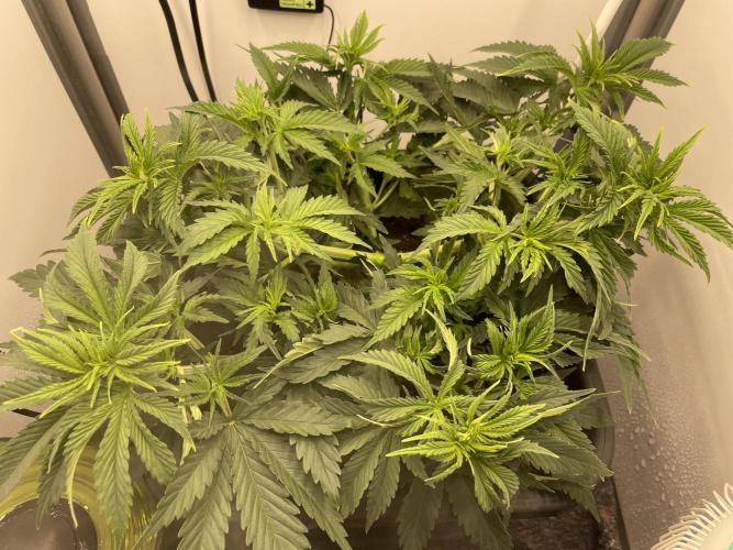 LST420:001 Mokum's Tulip - Dutch Passion. Week 5 - Day 33 after leaf tucking