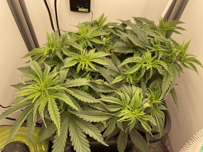 LST420:001 Mokum's Tulip - Dutch Passion. Week 5 - Day 33 before leaf tucking