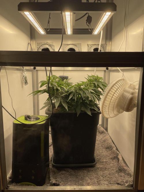 LST420:001 Mokum's Tulip - Dutch Passion. Week 5 - Day 35