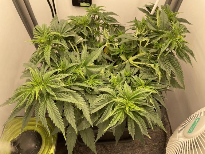 LST420:001 Mokum's Tulip - Dutch Passion. Week 5 - Day 35