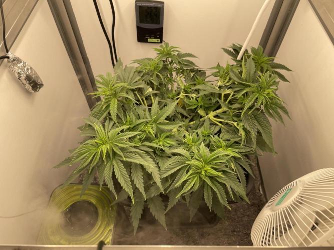 LST420:001 Mokum's Tulip - Dutch Passion. Week 5 - Day 35