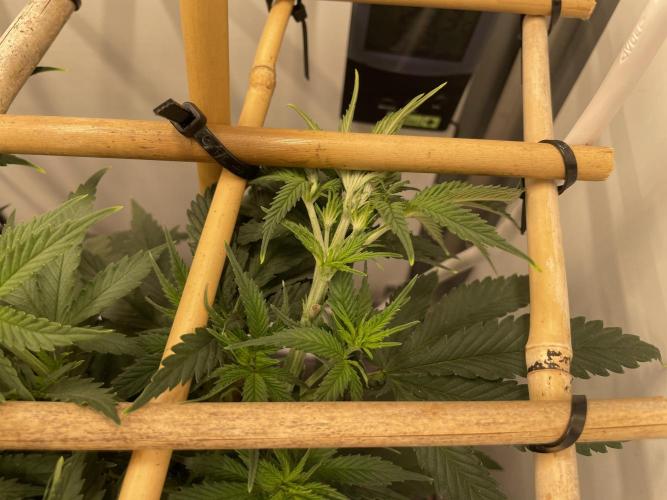 Mokum's Tulip - Dutch Passion GD:001. Week 6 - Day 42

Low Stress Training in action. 