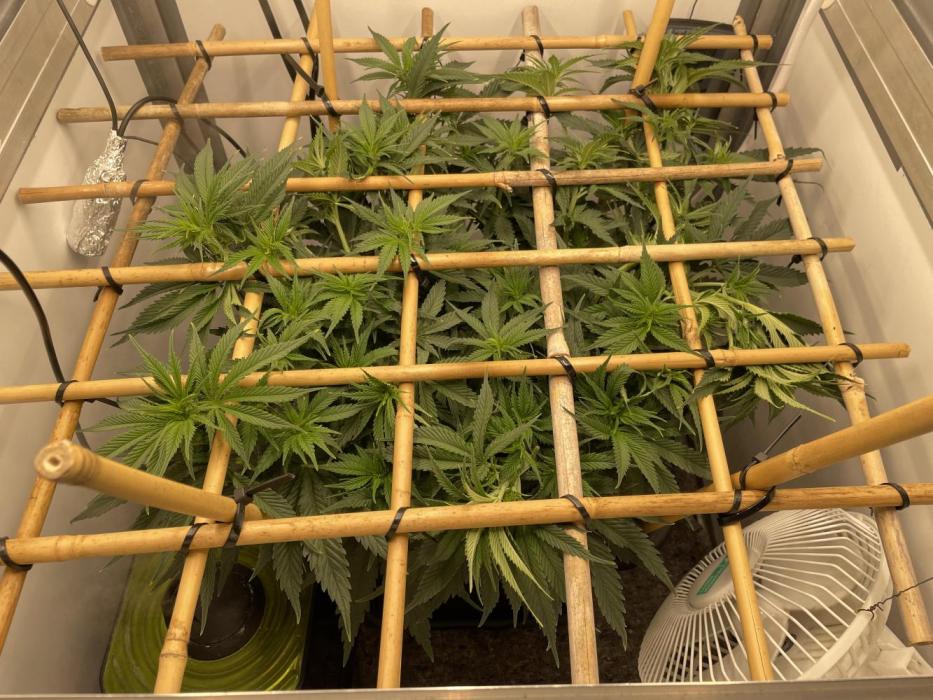 Mokum's Tulip - Dutch Passion GD:001. Week 7 - Day 45