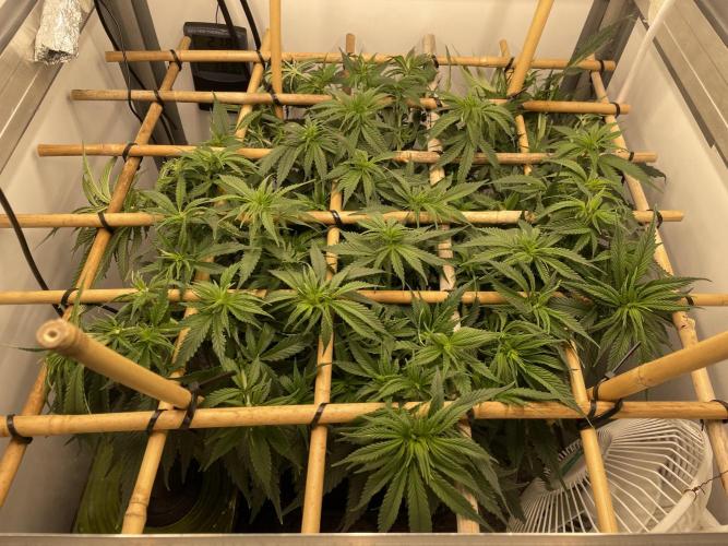 Mokum's Tulip - Dutch Passion GD:001. Week 8 - Day 51