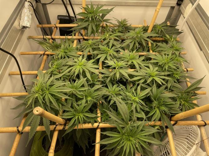 Mokum's Tulip - Dutch Passion GD:001. Week 8 - Day 54