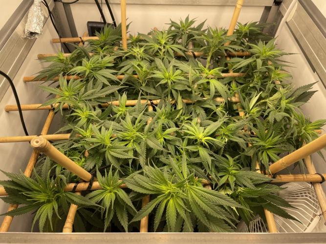 Mokum's Tulip - Dutch Passion GD:001. Week 8 - Day 55