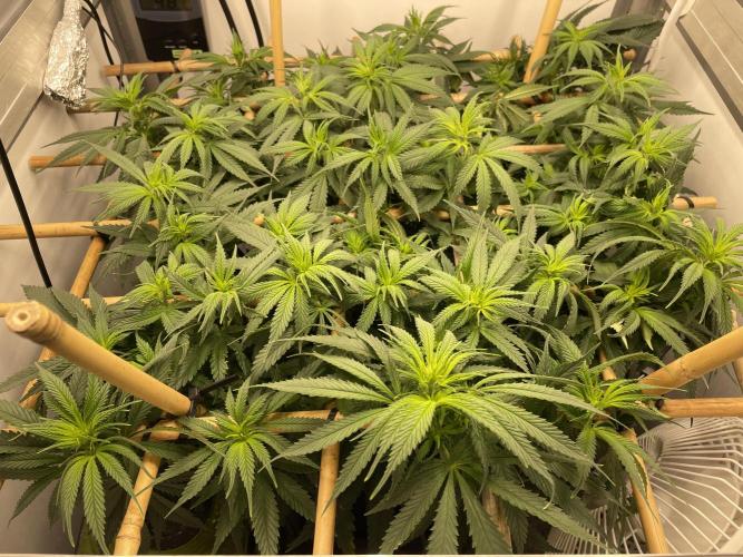 Mokum's Tulip - Dutch Passion GD:001. Week 8 - Day 56