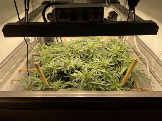 Mokum's Tulip - Dutch Passion GD:001. Week 9 - Day 61