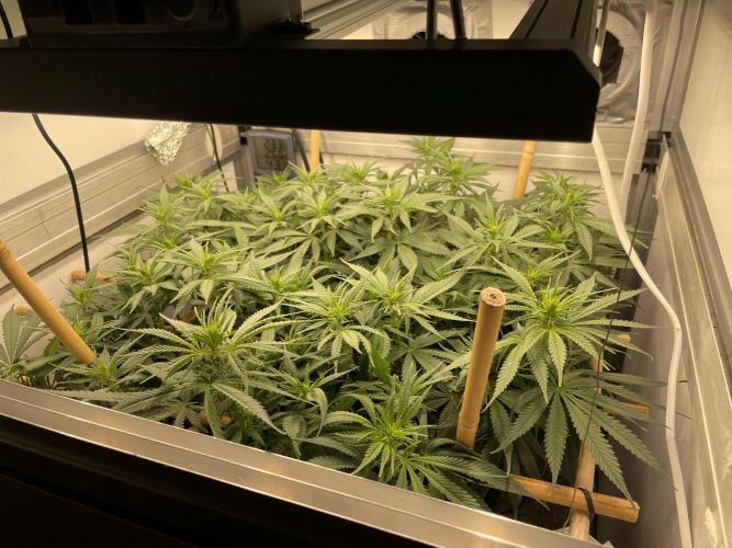 Mokum's Tulip - Dutch Passion GD:001. Week 9 - Day 61