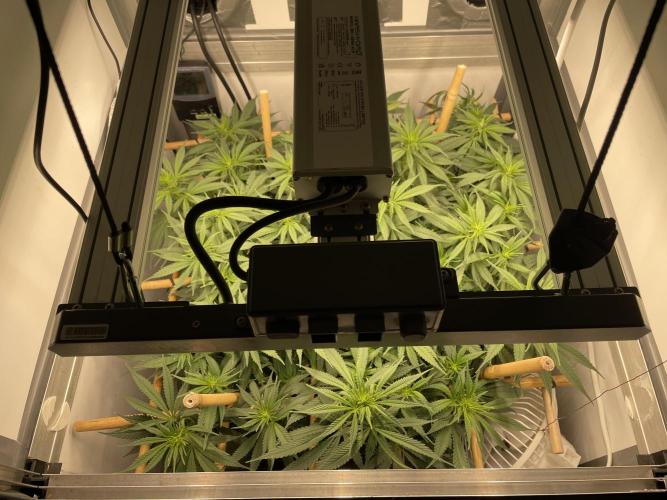 Mokum's Tulip - Dutch Passion GD:001. Week 9 - Day 61