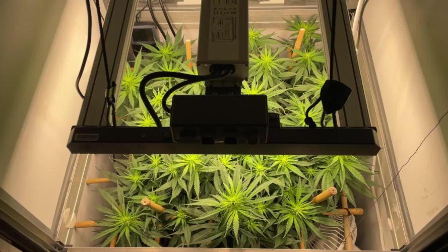 Mokum's Tulip - Dutch Passion GD:001