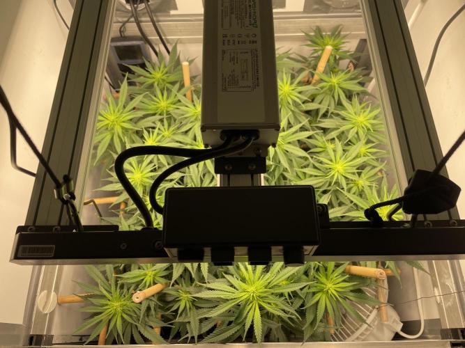 Mokum's Tulip - Dutch Passion GD:001. Week 9 - Day 63