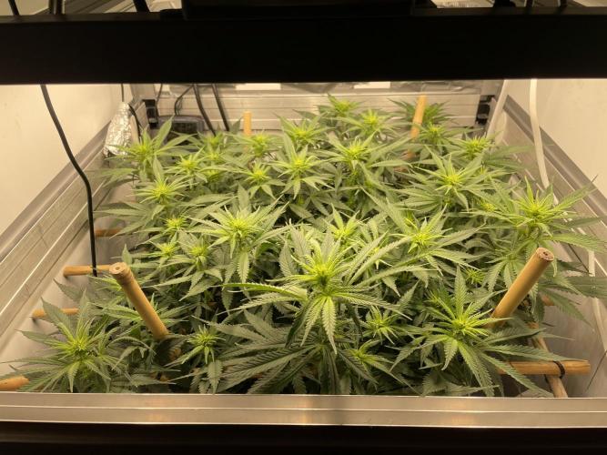 Mokum's Tulip - Dutch Passion GD:001. Week 9 - Day 63