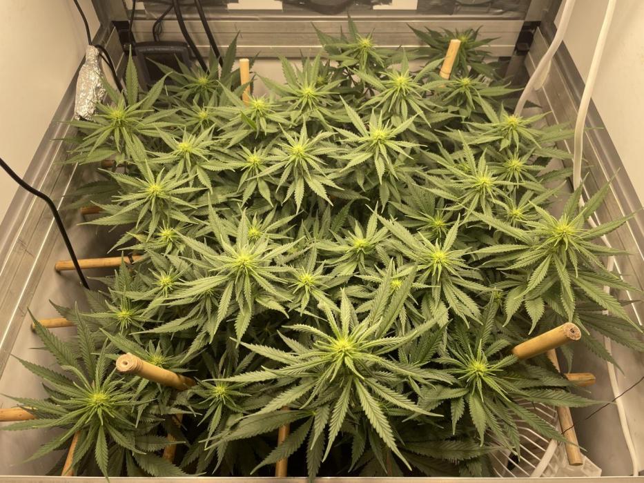 Mokum's Tulip - Dutch Passion GD:001. Week 10 - Day 67