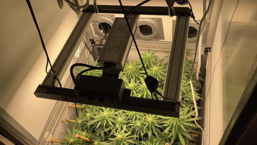 Mokum's Tulip - Dutch Passion GD:001