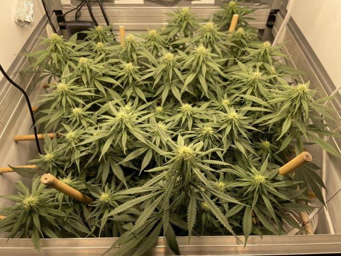 Mokum's Tulip - Dutch Passion GD:001. Week 11 - Day 72