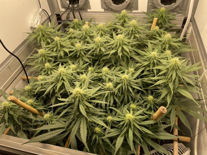 Mokum's Tulip - Dutch Passion GD:001. Week 11 - Day 73