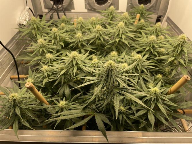 Mokum's Tulip - Dutch Passion GD:001. Week 11 - Day 75