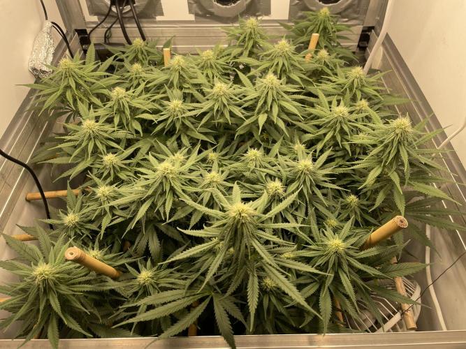 Mokum's Tulip - Dutch Passion GD:001. Week 11 - Day 75