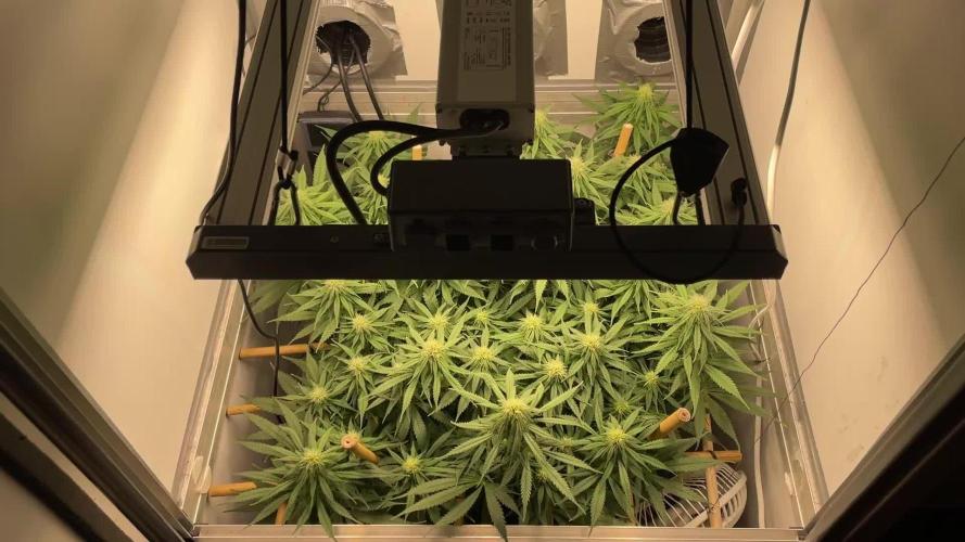 Mokum's Tulip - Dutch Passion GD:001