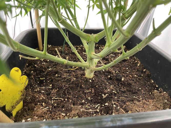 Mokum's Tulip - Dutch Passion GD:001. Week 11 - Day 76