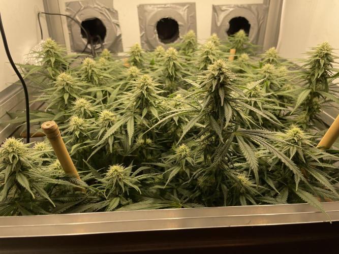 Mokum's Tulip - Dutch Passion GD:001. Week 12 - Day 78