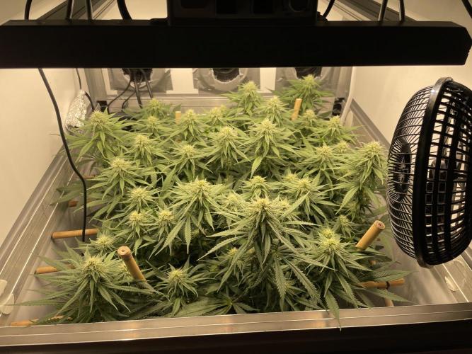 Mokum's Tulip - Dutch Passion GD:001. Week 12 - Day 78