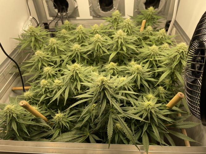 Mokum's Tulip - Dutch Passion GD:001. Week 12 - Day 78