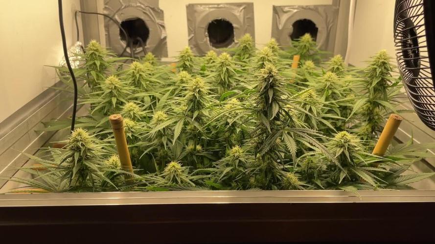 Mokum's Tulip - Dutch Passion GD:001