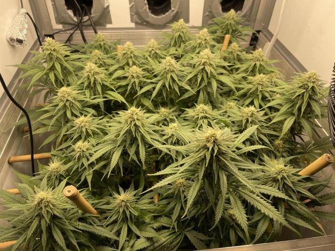 Mokum's Tulip - Dutch Passion GD:001. Week 12 - Day 83