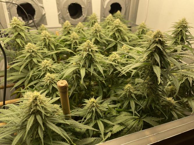 Mokum's Tulip - Dutch Passion GD:001. Week 12 - Day 83