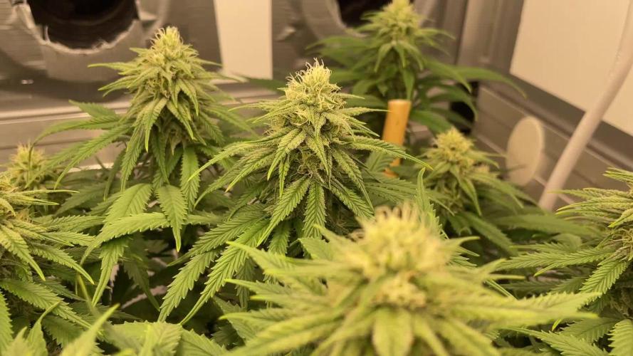 Mokum's Tulip - Dutch Passion GD:001