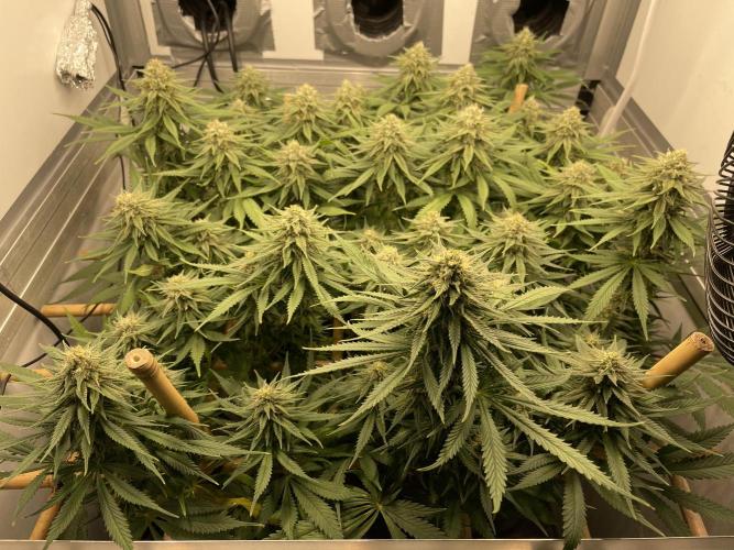 Mokum's Tulip - Dutch Passion GD:001. Week 13 - Day 90