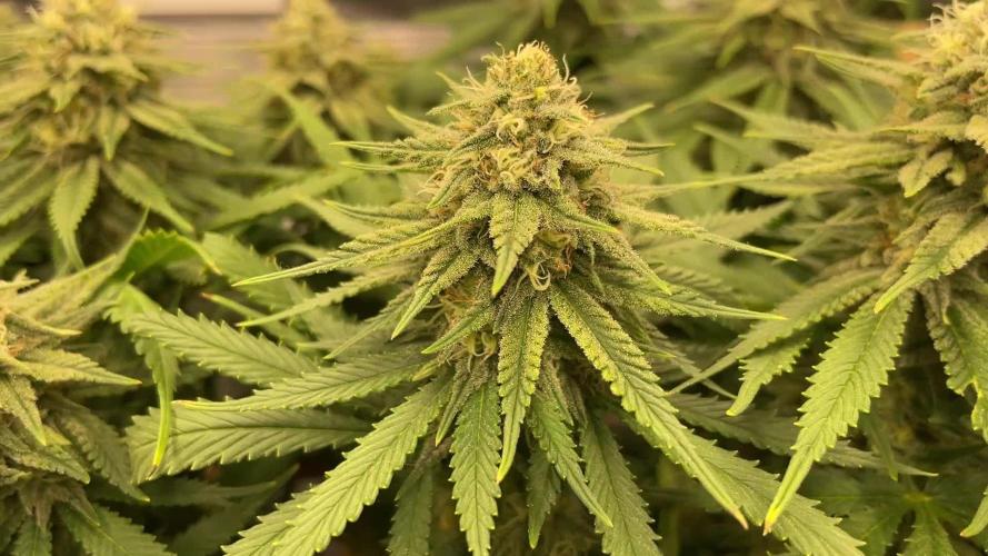 Mokum's Tulip - Dutch Passion GD:001