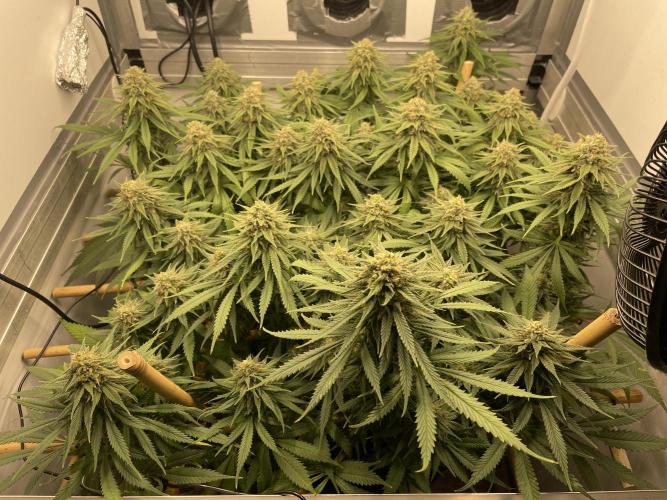 Mokum's Tulip - Dutch Passion GD:001. Week 14 - Day 96