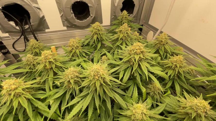 Mokum's Tulip - Dutch Passion GD:001