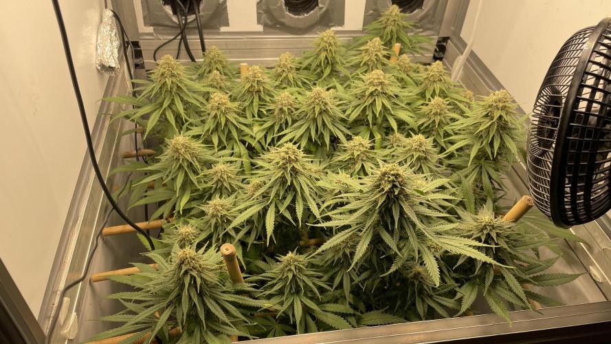 Mokum's Tulip - Dutch Passion GD:001. Week 14 - Day 96