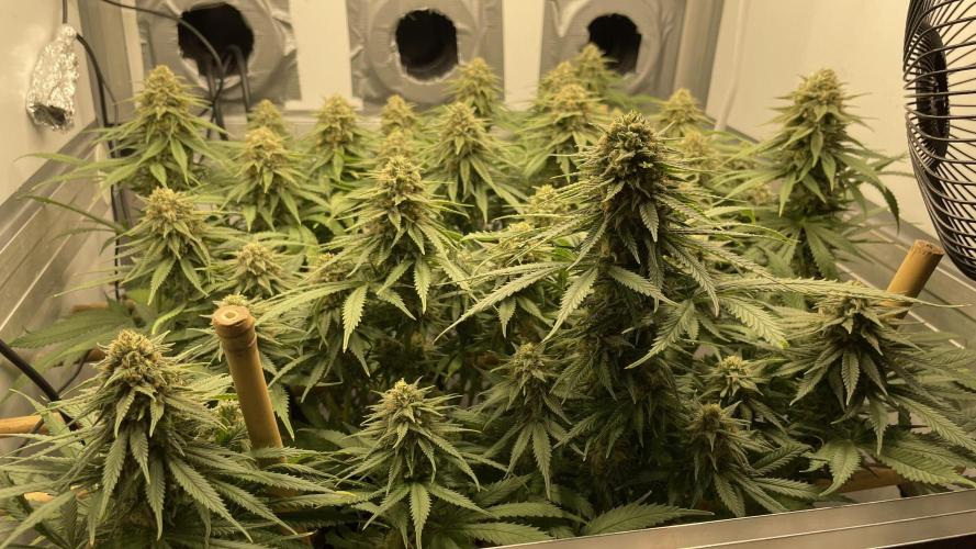 Mokum's Tulip - Dutch Passion GD:001. Week 14 - Day 96