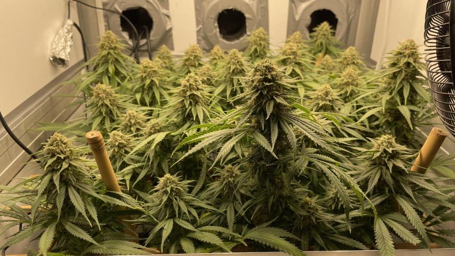 Mokum's Tulip - Dutch Passion GD:001. Week 14 - Day 97