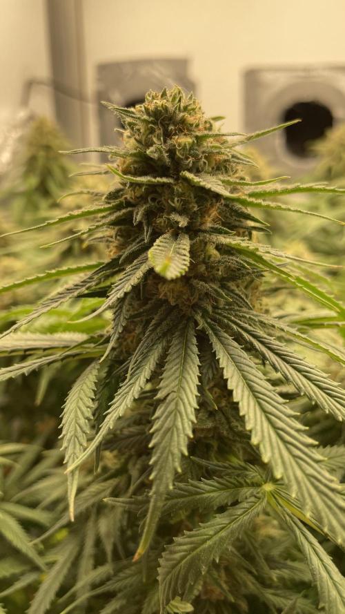 Mokum's Tulip - Dutch Passion GD:001. Week 14 - Day 97