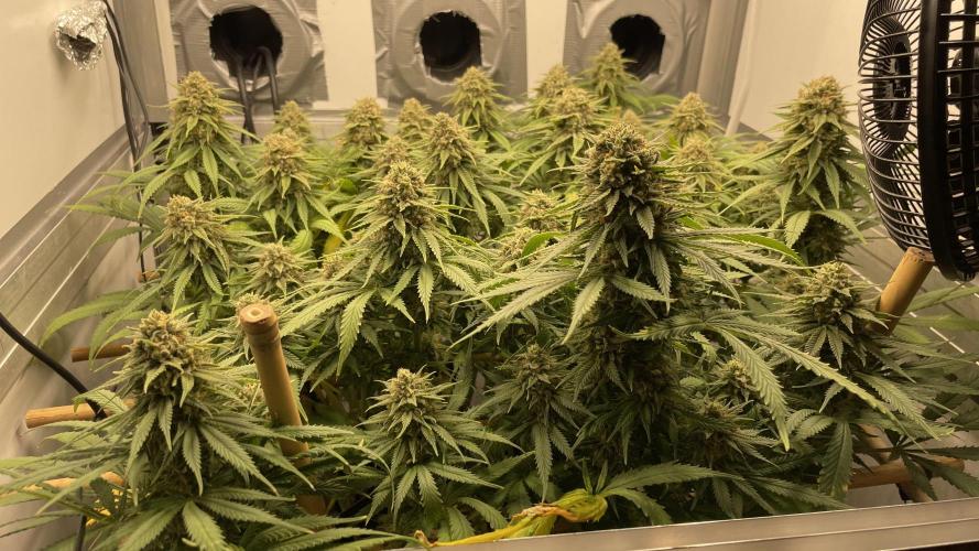 Mokum's Tulip - Dutch Passion GD:001. Week 15 - Week 15