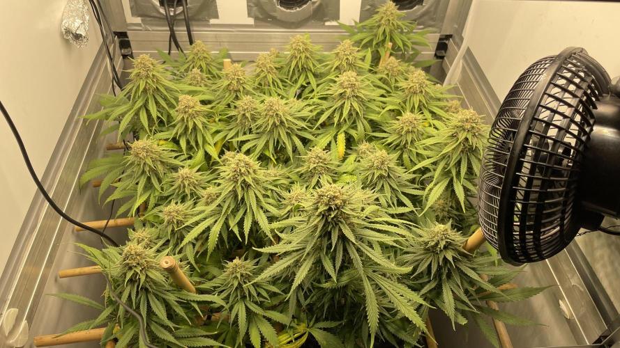 Mokum's Tulip - Dutch Passion GD:001. Week 15 - Week 15