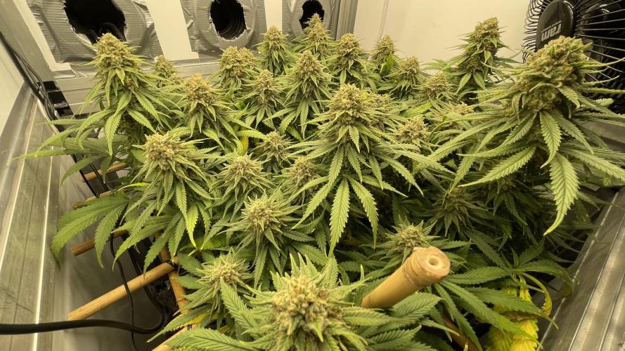 Mokum's Tulip - Dutch Passion GD:001. Week 15 - Week 15