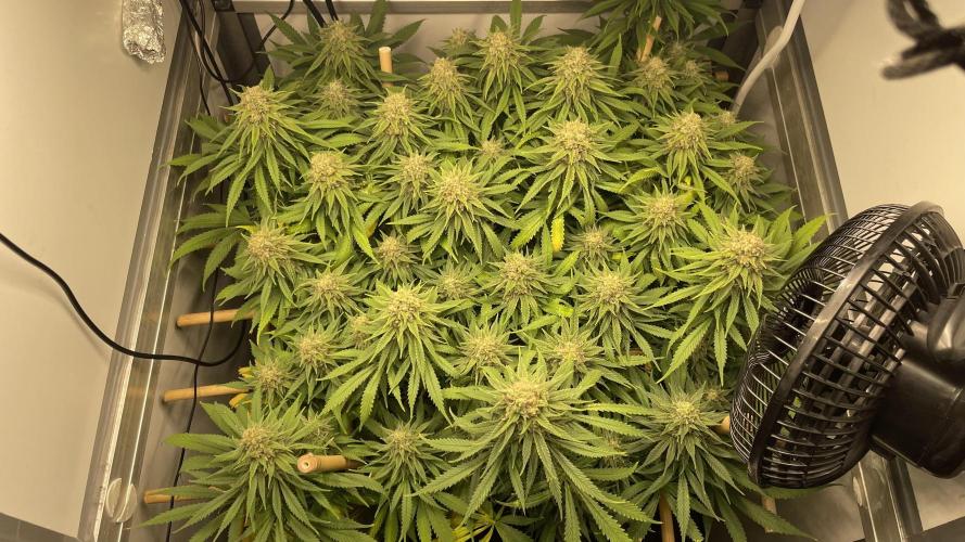 Mokum's Tulip - Dutch Passion GD:001. Week 15 - Week 15