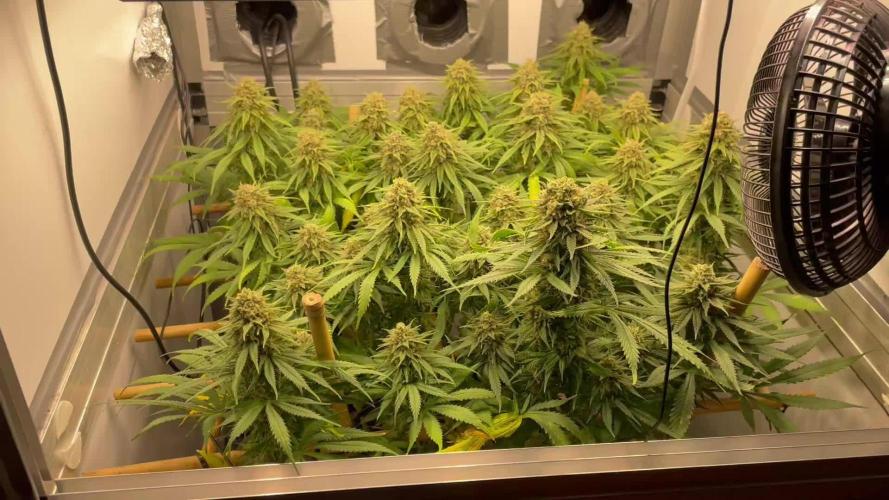 Mokum's Tulip - Dutch Passion GD:001